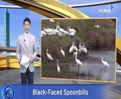 There&#39;s been fewer sightings of black-faced spoonbills overwintering in Taiwan this year, despite overall growth in the endangered migratory birds&#39; population.