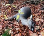 “Zombie Deer” disease sounds like something straight out of a movie, but it’s not. It’s real and a new medical report suggests it’s already affecting humans. The illness is medically referred to as a prion disease, very similar to mad cow disease and recently two hunters who consumed venison meat died.