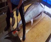 World's Sharpest Tuna Knife！Amazing Giant bluefin tuna cutting Master from tuna chonga