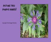 Picture This: Purple images! from anita new picture