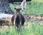 A pregnant goat has gone viral - because she&#39;s so large.&#60;br/&#62;&#60;br/&#62;Eight-year-old Beverly is due any day now - and has social media waiting in anticipation.&#60;br/&#62;&#60;br/&#62;Jesi Wilde, of the Smith Farm Goat Sanctuary, posted a video of Beverly waddling on TikTok.&#60;br/&#62;&#60;br/&#62;The clip has since been viewed 1.6million times - and counting.&#60;br/&#62;&#60;br/&#62;Jesi, 44, from Raleigh, North Carolina, said: &#92;