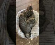 A person watching their cats snuggling together with one another on a cushion. While one was in deep sleep, the other cat licked their fellow&#39;s ear and hugged them tightly.