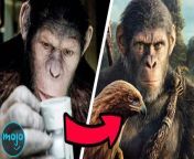 Where did those damned dirty apes come from, anyway? Welcome to WatchMojo, and today we’re breaking down the complete timeline for The Planet of the Apes. Since we’ll be discussing the plots of these films in depth be warned, there&#39;ll be plenty of spoilers.