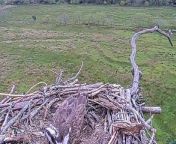 Glaslyn osprey born in 2022 returns to nest from vale bridgecraft countdown