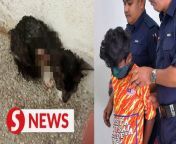 A 13-year-old boy and two others still at large were charged in the Kajang Magistrate&#39;s Court on Friday (May 3) for animal cruelty by setting a kitten on fire last week.&#60;br/&#62;&#60;br/&#62;CCTV footage of the incident has gone viral.&#60;br/&#62;&#60;br/&#62;Read more at https://tinyurl.com/3xjwzk68&#60;br/&#62;&#60;br/&#62;WATCH MORE: https://thestartv.com/c/news&#60;br/&#62;SUBSCRIBE: https://cutt.ly/TheStar&#60;br/&#62;LIKE: https://fb.com/TheStarOnline