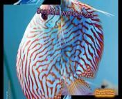 Beautiful world of sea colour full fish imageimage collection 27&#60;br/&#62;&#60;br/&#62;#fish #colourfullfish #wroldofsea #wonderfulfish #imagecollection27&#60;br/&#62;&#60;br/&#62;fish,&#60;br/&#62; colour full fish,&#60;br/&#62; World of sea,&#60;br/&#62; wonder full fish, &#60;br/&#62;image collection 27,&#60;br/&#62;The world of the sea is a vast and mysterious place, covering over 70% of the Earth&#39;s surface. From the surface to the deepest depths, the ocean is home to a diverse array of life forms and ecosystems that are still largely unexplored and undiscovered.&#60;br/&#62;&#60;br/&#62;The ocean is teeming with life, from tiny plankton to massive whales. It is estimated that there are over one million species of plants and animals living in the ocean, with many more yet to be discovered. The ocean is also home to some of the most unique and bizarre creatures on Earth, such as the anglerfish, which uses a bioluminescent lure to attract prey, or the vampire squid, which can turn itself inside out to escape predators.&#60;br/&#62;&#60;br/&#62;The ocean also plays a crucial role in regulating the Earth&#39;s climate and weather patterns. The ocean absorbs heat from the sun and helps to distribute it around the globe, creating currents that affect everything from temperature to precipitation. The ocean also acts as a carbon sink, absorbing carbon dioxide from the atmosphere and helping to mitigate the effects of climate change.&#60;br/&#62;&#60;br/&#62;Despite its importance, the ocean is facing numerous threats from human activities. Pollution, overfishing, and climate change are all taking a toll on ocean ecosystems, leading to declines in biodiversity and the destruction of habitats. It is estimated that over 80% of the ocean&#39;s coral reefs have been destroyed or are at risk of being lost, and many species of fish are being pushed to the brink of extinction.&#60;br/&#62;&#60;br/&#62;However, there is hope for the world of the sea. Conservation efforts are underway around the globe to protect and restore ocean ecosystems, from establishing marine protected areas to reducing plastic pollution. Scientists are also working to better understand the ocean and its inhabitants, using advanced technologies such as underwater drones and satellite imaging to explore the depths of the sea.&#60;br/&#62;&#60;br/&#62;The world of the sea is a fascinating and awe-inspiring place, full of wonder and mystery. As we continue to learn more about the ocean and its importance to the planet, it is crucial that we work together to protect and preserve this precious resource for future generations. Only by taking action now can we ensure that the world of the sea remains a vibrant and thriving ecosystem for years to come.&#60;br/&#62;#imagecollection27&#60;br/&#62;@imagecollection27&#60;br/&#62;image collection 27,&#60;br/&#62;meharzari13,