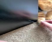This person was assembling a new bookshelf when their orange cat, Aslan, began interfering with their work. As they tried to screw a nail, the curious cat wanted to either help them or stop them from doing so.
