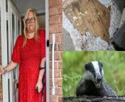 A woman says she’s been left a prisoner in her own home for the last 12 years after it was made unsafe due to mould - and burrowing BADGERS. &#60;br/&#62;&#60;br/&#62;Rae Boxley, 52, said she is forced to sleep upright on an armchair in her living room after her mould-ridden property left her suffering with breathing problems.&#60;br/&#62;&#60;br/&#62;She has been embroiled in a bitter dispute with her local council due to the state of her home, which has &#39;black slime&#39; on most of the furniture and attracts slugs. &#60;br/&#62;&#60;br/&#62;Rae claims Dudley Council has done nothing to solve the issue after she estimates £10,000 worth of damage was caused to her belongings. &#60;br/&#62;&#60;br/&#62;She says she can&#39;t store her clothes in her drawers because mould spores ruin them so she now keeps all her garments in carrier bags instead.&#60;br/&#62;&#60;br/&#62;Rae, who lives with spinal myelopathy, which leaves her at risk of fatal injury from even a gentle fall, says even her garden in a safety hazard.&#60;br/&#62;&#60;br/&#62;As well as mould covering her walls, ceilings and bedroom, the garden is also unusable due to burrowing badgers leaving the ground hollow and uneven. &#60;br/&#62;&#60;br/&#62;Dudley Council said it had investigated but, as badgers are protected by law, its options are &#92;