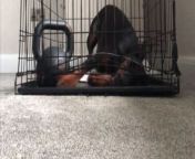 In the heart of every spirited creature lies an unquenchable thirst for freedom.&#60;br/&#62;&#60;br/&#62;This Doberman wasn&#39;t too thrilled about being cooped up in her crate for even a minute.&#60;br/&#62;&#60;br/&#62;Within just two minutes of being confined, she was already plotting her escape.&#60;br/&#62;&#60;br/&#62;Determined to break free, she cleverly used all her strength to push and pull at the crate, finding the weak spot on the side to make her grand exit.&#60;br/&#62;&#60;br/&#62;With a mighty effort, she managed to lift the crate up from one side and then gracefully wriggled her way out, victorious in her escape mission. &#60;br/&#62;Location:Wouldham, United Kingdom &#60;br/&#62;WooGlobe Ref : WGA663485&#60;br/&#62;For licensing and to use this video, please email licensing@wooglobe.com