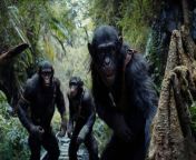 &#39;Kingdom of the Planet of the Apes&#39; swings in theaters this weekend. We&#39;re breaking down how it&#39;s doing at the domestic box office so far. The 20th Century and Disney movie kicked off its run with a promising &#36;6.6 million in previews, including a special fan event mid-week and regular Thursday evening previews. This number suggests the film should be able to achieve, if not exceed, the &#36;50 million to &#36;55 million opening predicted by tracking.