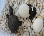Manning River turtle eggs for Easter? Aussie Ark&#39;s are hatching. Video by Aussie Ark 2024.