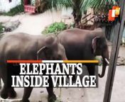 SCARY! Watch Wild Elephants In The Middle Of Village In Nuapada, Odisha