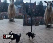 A hilarious video shows a confused border collie trying to herd a statue - of a sheep.&#60;br/&#62;&#60;br/&#62;Daisy, a two-year-old sheep dog in training, was on a walk with her owner Paul Flynn, 60, when she spotted a 25ft light-up sculpture.&#60;br/&#62;&#60;br/&#62;Paul was left in hysterics when she started barking at the fake sheep, which has been installed as part of Durham&#39;s Lumiere light festival.&#60;br/&#62;&#60;br/&#62;The funny footage shows Daisy appearing confused and barking at the statue and trying to round it up as she would a normal sheep.&#60;br/&#62;&#60;br/&#62;Paul said: &#92;