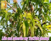 Organic fruits natural video new viral video new trending video
