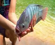 Best Video Hook Fishing _ Girl Catching Giant Red Tilapia