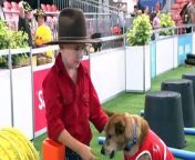 At Sydney’s Royal Easter Show, animals continue to be a big drawcard for crowds. Dogs in particular are popular; canines of all shapes, sizes and breeds are being exhibited. They&#39;re also proving their worth as companions.