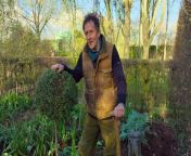 Gardeners World 2024 Episode 2 - With the arrival of longer days, Monty Don is fully engaged in his garden, meticulously preparing his dahlia tubers for the upcoming planting season. He&#39;s also dedicating time to pruning his fuchsias and setting shallots in their new beds. Beyond these tasks, Monty is embarking on a unique horticultural quest. He aims to offer a creative twist on traditional garden aesthetics by advocating for the use of privet as a versatile alternative to the classic box topiary. This initiative is not just about diversifying the garden&#39;s palette but also about exploring the resilience and beauty of privet in crafting living sculptures.