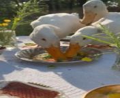 This flock of ducks was enjoying a delicious meal together. Their owner watched them climb on top of a dining table and munch on the leftover food.
