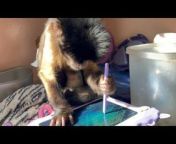 This adorable monkey, Tiki, was having the best time scribbling away on a tablet device with a stylus. His owner then tried to teach Tiki to press a button to remove the drawings but Tiki was happy with his work. Eventually, though, Tiki pressed the button on his own to clear his drawings and start a fresh one.