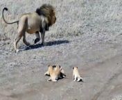 Why is the lion trying to evade its cubs?#Animals #wildlife #lions #viral