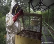 Beekeepers in Kenya are turning away from traditional honey harvesting to tap into the growing market for bee venom, a substance gaining popularity in alternative medicine.