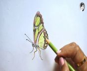 Butterfly drawing, butterfly drawing easy, butterfly drawing for kids, butterfly drawing colour, butterfly drawing step by step, butterfly drawing tutorial,&#60;br/&#62;butterfly drawing pencil colour,&#60;br/&#62;butterfly drawing video,&#60;br/&#62;butterfly drawing hard,&#60;br/&#62;butterfly drawing realistic,&#60;br/&#62;butterfly drawing and colour,&#60;br/&#62;butterfly drawing aesthetic,&#60;br/&#62;butterfly drawing and painting,&#60;br/&#62;aesthetic butterfly drawing,&#60;br/&#62;butterfly drawing beautiful,&#60;br/&#62;butterfly drawing colour pencil,&#60;br/&#62;butterfly drawing color,&#60;br/&#62;colour butterfly drawing,&#60;br/&#62;cycle of butterfly drawing,&#60;br/&#62;butterfly drawing easy with colour,&#60;br/&#62;butterfly drawing easy and beautiful, &#60;br/&#62;how to draw butterfly,&#60;br/&#62;how to draw butterfly for kids,&#60;br/&#62;how to draw butterfly easy,&#60;br/&#62;how to draw butterfly wings,&#60;br/&#62;how to draw butterfly easily,&#60;br/&#62;how to draw butterfly realistic,&#60;br/&#62;how to draw butterfly life cycle,&#60;br/&#62;how to draw butterfly for beginners,&#60;br/&#62;how to draw butterfly on flower,&#60;br/&#62;how to draw butterfly art hub,&#60;br/&#62;how to draw butterfly aesthetic,&#60;br/&#62;how to draw butterfly and colour it,&#60;br/&#62;how to draw butterfly anime,&#60;br/&#62;how to draw a beautiful butterfly,&#60;br/&#62;how to draw a realistic butterfly,&#60;br/&#62;how to draw a cute butterfly,&#60;br/&#62;how to draw a life cycle of a butterfly,&#60;br/&#62;how to draw a small butterfly,&#60;br/&#62;how to draw butterfly beginners,&#60;br/&#62;step by step how to draw butterfly,&#60;br/&#62;how to draw a big butterfly,&#60;br/&#62;how to draw a butterfly for beginners,&#60;br/&#62;how to draw butterfly colour,&#60;br/&#62;how to draw easy butterfly with colour,&#60;br/&#62;how to draw a colorful butterfly,&#60;br/&#62;how to draw butterfly drawing,&#60;br/&#62;how to draw butterfly design, &#60;br/&#62;&#60;br/&#62;&#60;br/&#62;