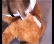 Very funny animal clips sex with teddy bear