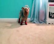 Carl David Ceder shares a video of Lea trying out her new boots. She&#39;s wary of them at first, and won&#39;t walk. But she eventually does, and it is so funny!