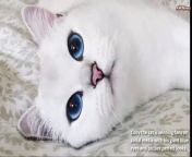 Coby, the cat with the most beautiful eyes in the world is going crazy all social networks