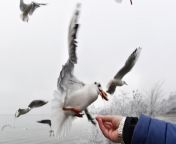 People in the UK have been instructed to keep their distance from seagulls amid growing concerns about bird flu.