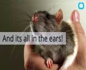 Scientists have spotted the rat equivalent of a smile - and its all in the ears. In their study, researchers say that when rats are happy they relax their ears, during which they hang loosely to the side. The study is the first to look for signs of positive emotions on rats’ faces, such as pleasure or happiness. &#60;br/&#62;