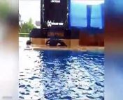 Shocked tourists claimed it looked like a captive SeaWorld killer whale was trying to commit suicide after she beached herself on a concrete slab at a Tenerife tourist park. Morgan was filmed slumping motionless at the side of a pool for more than ten minutes at Loro Parque in Spain&#39;s Canary Islands. &#60;br/&#62;