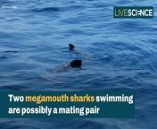 Watch this footage that captures a rare Megamouth Shark sighting