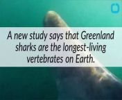 A new study says that Greenland sharks are the longest-living vertebrates on Earth. University of Copenhagen researchers estimated that these sharks live at least 400 years.