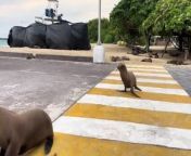 This person observed seals trying to cross the road. The seals approached the crosswalk and crossed to the opposite side as a normal human would.&#60;br/&#62;&#60;br/&#62;*The underlying music rights are not available for license. For use of the video with the track(s) contained therein, please contact the music publisher(s) or relevant rightsholder(s).”