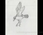 A pencil sketch, of a peregrine falcon. Drawn by Scott Snider. Uploaded 03-08-2024.