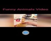 #funny #trynottolaugh #viral #funnyvideos&#60;br/&#62;&#60;br/&#62;My latest YouTube video is now live! Dive into the thread, watch, and give it a thumbs up! Don&#39;t forget to share the joy with others and hit that follow button for more content in this thread of awesomeness! ✨ #NewVideo #YouTubeThread&#60;br/&#62;&#60;br/&#62;This video isn&#39;t mine. If there&#39;s any issue, reach out to me at&#60;br/&#62;helpmee692@gmail.com,&#60;br/&#62;&#60;br/&#62;and I&#39;ll promptly remove it within 24 hours. Subscribe now to join the laughter on this daily dose of fun for kids and all ages!&#60;br/&#62;&#60;br/&#62;Funny Animals&#60;br/&#62;Funny Cats&#60;br/&#62;Funny Dogs&#60;br/&#62;Funny Fails&#60;br/&#62;Funny Bloopers&#60;br/&#62;Funny Pranks&#60;br/&#62;Comedy&#60;br/&#62;Entertainment&#60;br/&#62;&#60;br/&#62;try not to laugh,funny animals,funny animal videos,funny,funny pets,animals,funny cats,cute animals,funny animal,funniest animals,funny animals life,funny animals 2022,funny cat,funny videos,funny animals world,funny dogs,Funny Animals,Entertainment,Comedy,Funny Pranks,Funny Bloopers,Funny Fails,Funny Dogs,Funny Cats,funny cat videos,funny video,funny dog,funny dog videos,funny cat moments,funny cat 2023,#funny,Funny animal reactions,tiktok