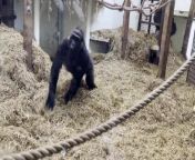 Dancing gorilla at Blackpool Zoo
