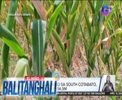 Isinailalim sa State of Calamity ang Basilan dahil sa epekto ng El Niño.&#60;br/&#62;&#60;br/&#62;&#60;br/&#62;Balitanghali is the daily noontime newscast of GTV anchored by Raffy Tima and Connie Sison. It airs Mondays to Fridays at 10:30 AM (PHL Time). For more videos from Balitanghali, visit http://www.gmanews.tv/balitanghali.&#60;br/&#62;&#60;br/&#62;#GMAIntegratedNews #KapusoStream&#60;br/&#62;&#60;br/&#62;Breaking news and stories from the Philippines and abroad:&#60;br/&#62;GMA Integrated News Portal: http://www.gmanews.tv&#60;br/&#62;Facebook: http://www.facebook.com/gmanews&#60;br/&#62;TikTok: https://www.tiktok.com/@gmanews&#60;br/&#62;Twitter: http://www.twitter.com/gmanews&#60;br/&#62;Instagram: http://www.instagram.com/gmanews&#60;br/&#62;&#60;br/&#62;GMA Network Kapuso programs on GMA Pinoy TV: https://gmapinoytv.com/subscribe