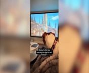 A funny video shows a beagle cross dog sitting on his couch watching The Lion King and reacting to emotional scenes in the film.&#60;br/&#62;