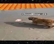 dog in Minecraft from minecraft education edition