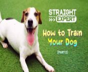 Coach Tristan, Milo, and Haley Dizon are back in the second part of this #StraightFromTheExpert episode made for fur parents and aspiring fur parents! Get even more dog training tips and even a show from Milo!&#60;br/&#62;&#60;br/&#62;Coming out soon on GMA Lifestyle&#39;s FB and website! #GMALifestyle #StraightFromTheExpert