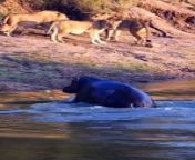 Hippo Sneaks Up On Lions. &#60;br/&#62; #wildanimalshorts #lions #lionking&#60;br/&#62; #wild #animals #animal #animal #wildanimalsphotography #wildlifephotography #wildlifephotographer