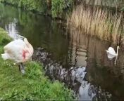 Video of an injured swan which had been helped by members of the public on the Leeds Liverpool Canal in Burnley