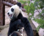 Panda is a lovely animal and like to eat Bamboo