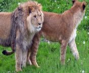 Video shared by Yorkshire Wildlife Park in Doncaster has shown the first time a new family of lions explored their new reserve at Lion Country.