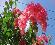 Paper flowers or bougainvillea with the scientific name bougainvillea spectabillis are popular ornamental plants. The shape is a small tree that is difficult to grow upright. Its beauty comes from its brightly colored flower sheaths and attract attention because they grow thickly