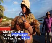 A group of volunteers from animal welfare organisations have been rescuing abandoned pets from the foot of a volcano in Indonesia.Mount Ruang, in the country&#39;s northernmost region, has erupted more than half a dozen times since April 16, forcing the island&#39;s residents to be permanently relocated and thousands more evacuated.
