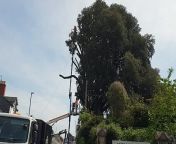 An unsafe holm oak tree being felled in Mantel Street, Wellington. from megascans trees
