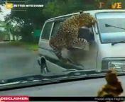 Animal attacks from iktha tiger